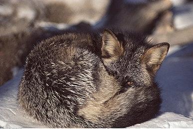 《地平线：西之绝境》首日补丁上线 修复了多个bug